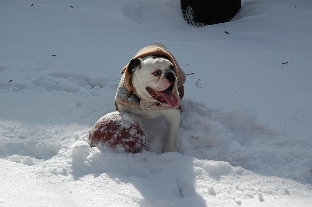snowy bulldog