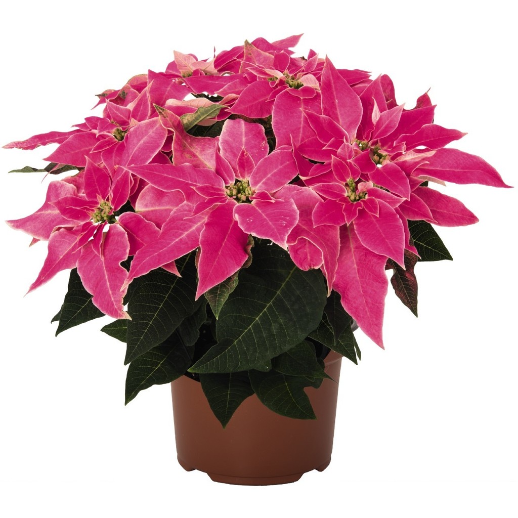 Poinsettia