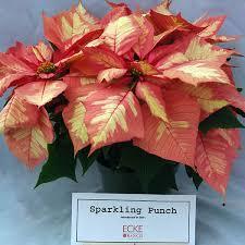 poinsettia 2
