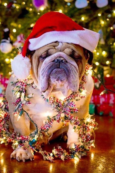 christmas dog