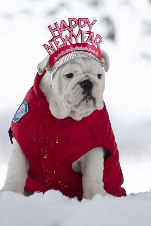 Bulldog new year
