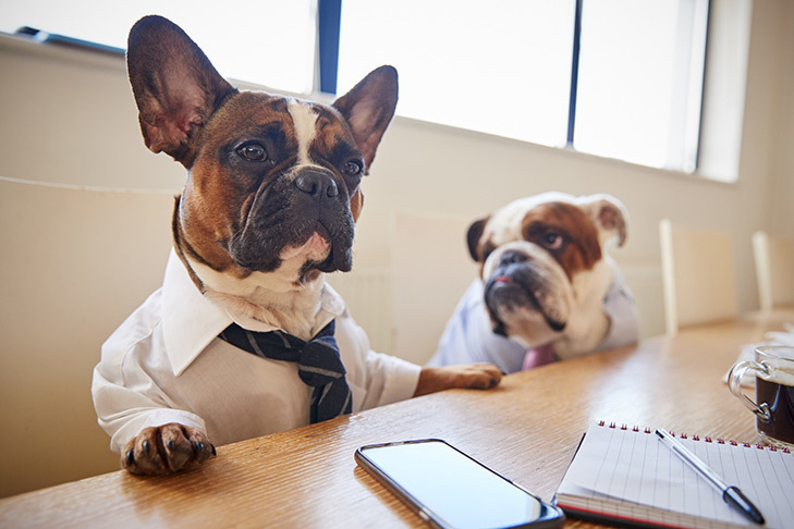 bulldog meeting