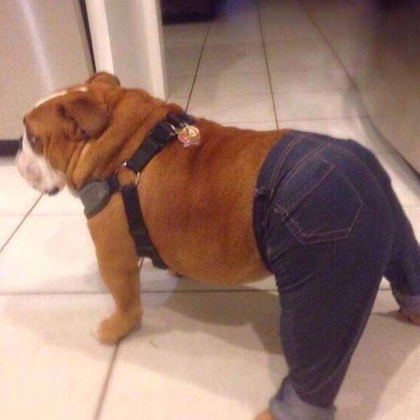 Bullie in jeans