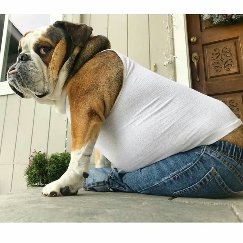 jeans bullie