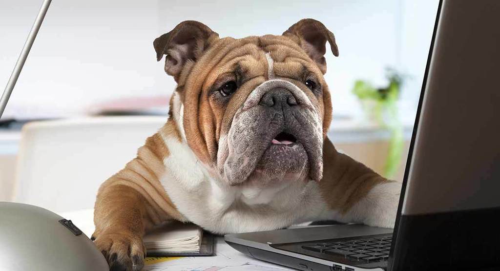 computer bullie