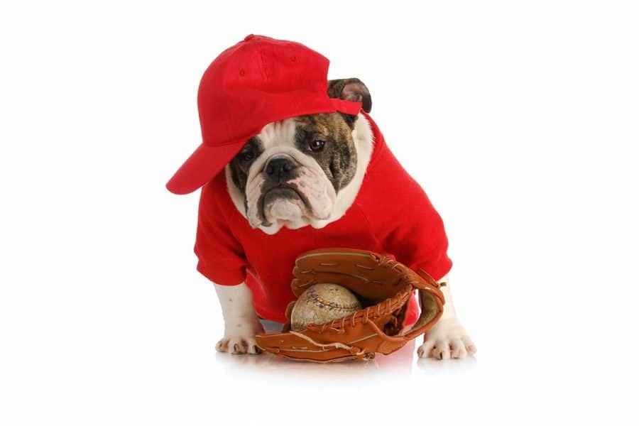 baseball bullie