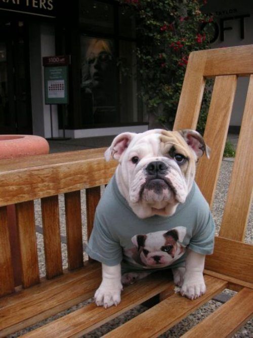 bullie in tee