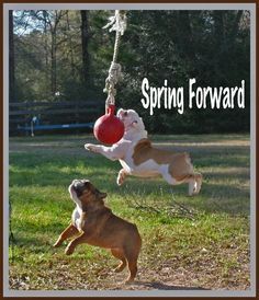 bullies swing forward