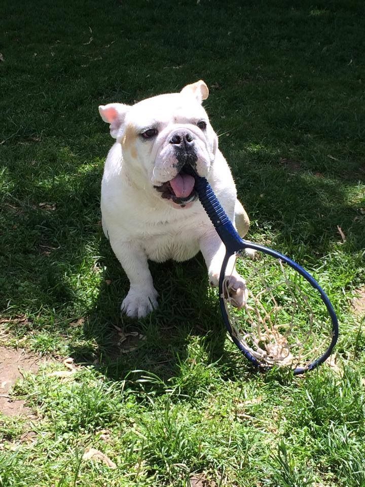 tennis bullie