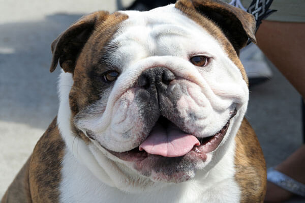 happy bullie