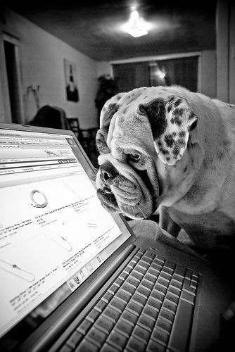 bullie w computer