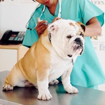 bullie gets a shot