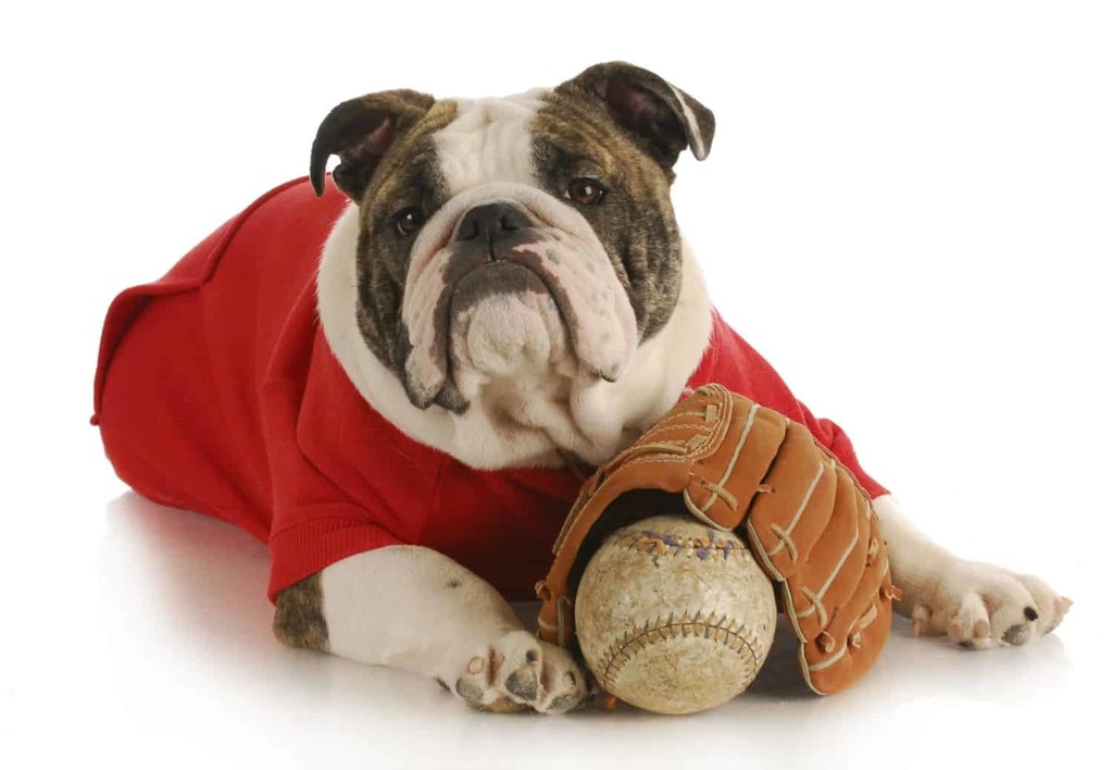 baseball bullie