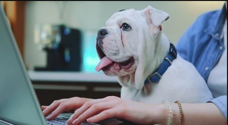 computer bulliie