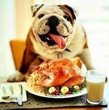 bullie eating chicken