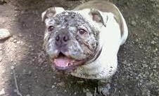 muddy bullie