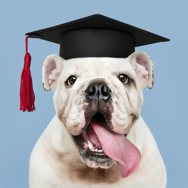 graduate bullie