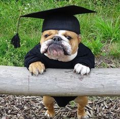 bullie in cap n gown