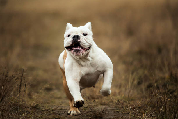 bullie xc