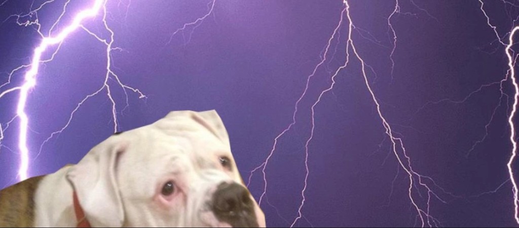 bullie in storm