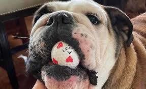 bullie with golf ball