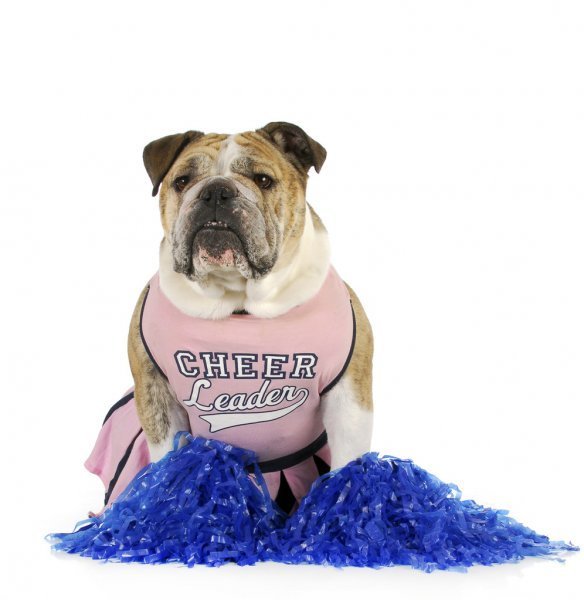 cheer bullie