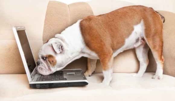 bullie at computer