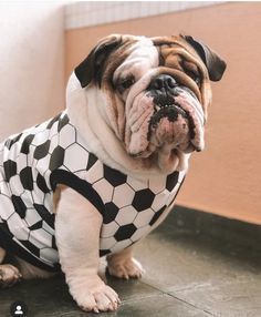 bullie in soccer shirt