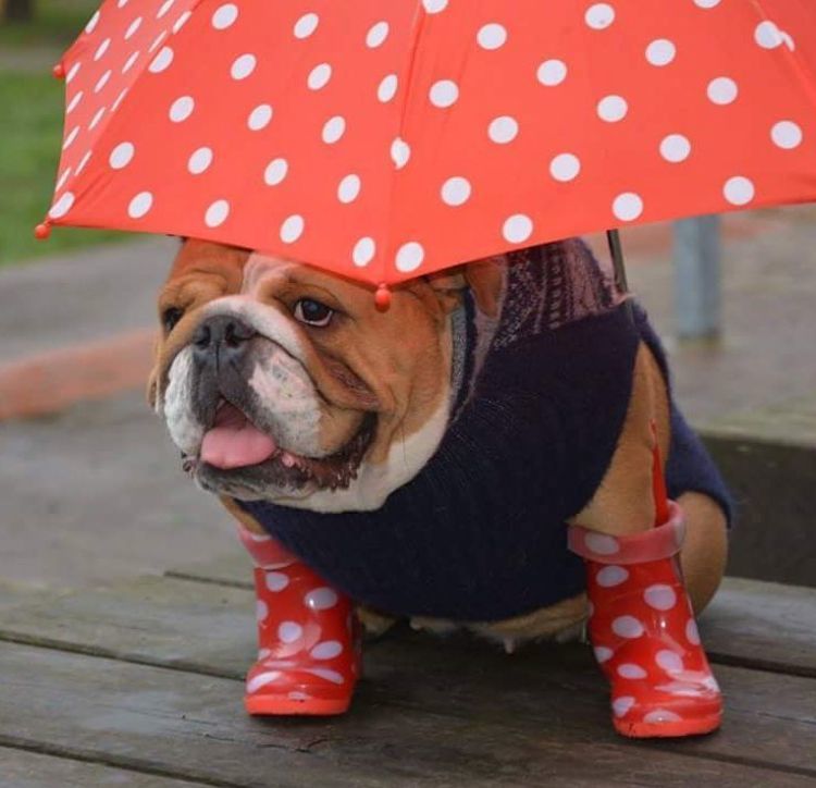 rainy bullie