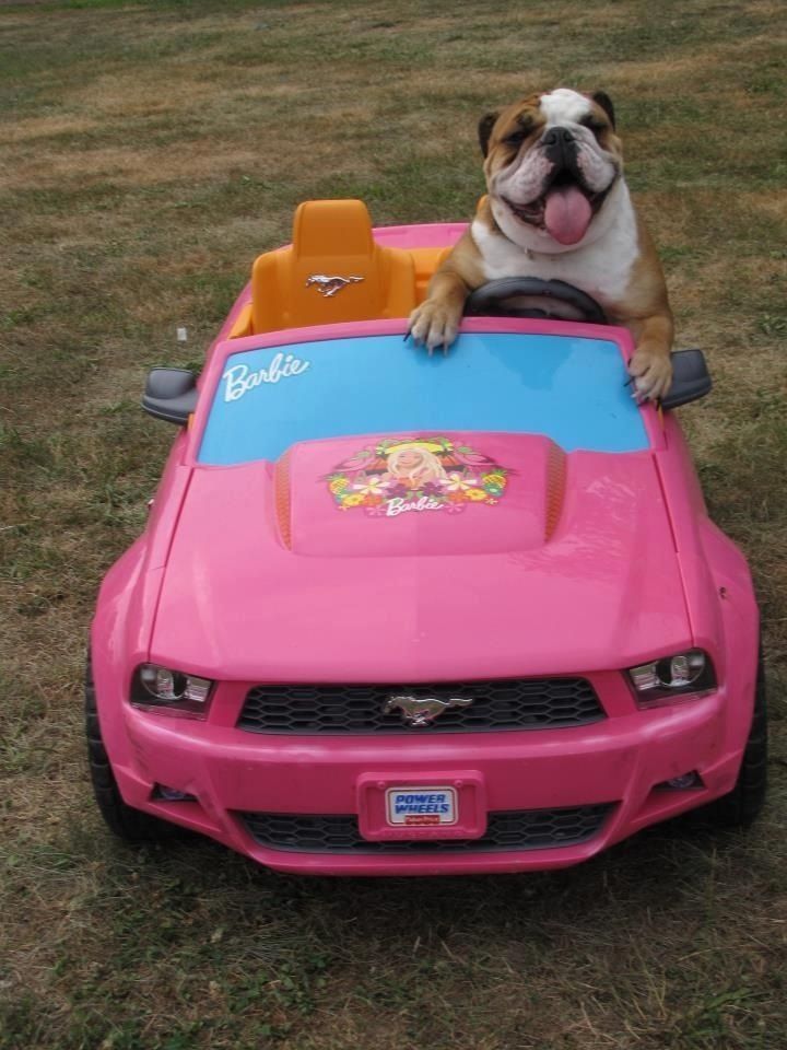 bullie driving