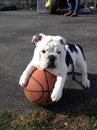 basketball bullie