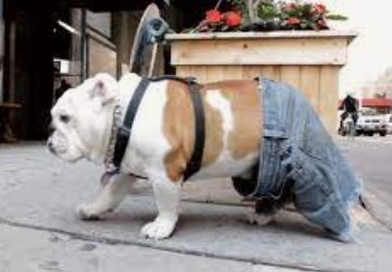 bullie in jeans