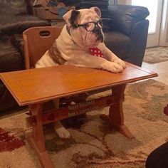 bullie at desk