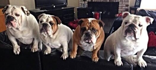 bullie meeting