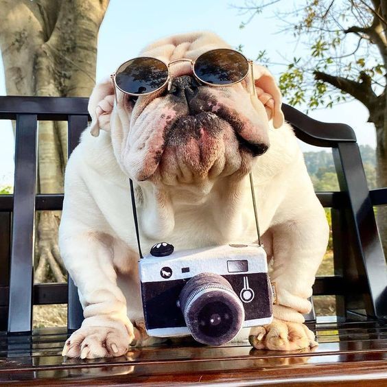 bullie with camera