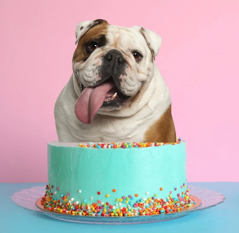 cake bullie