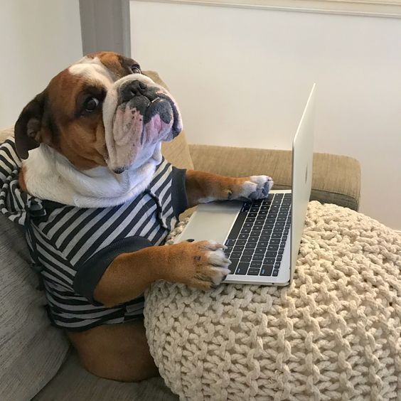 remote bullie