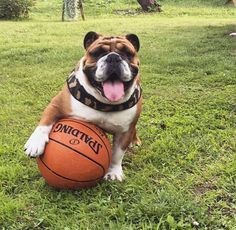 basketball bullie