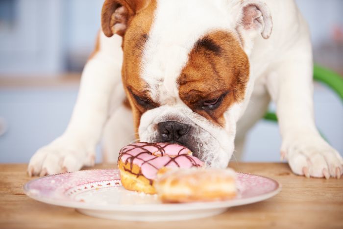 bullie eating donut