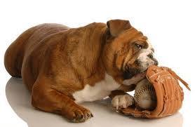 softball bullie