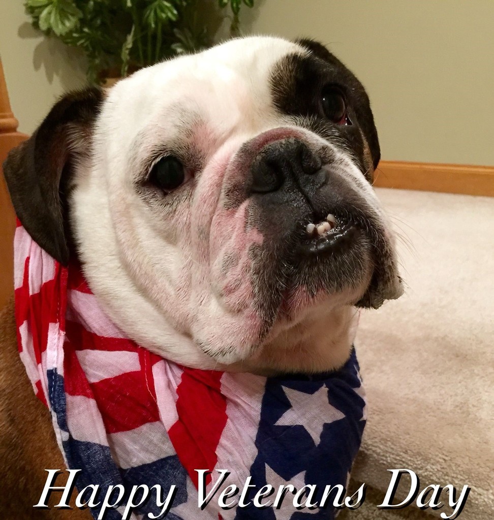 veteran's day bullie