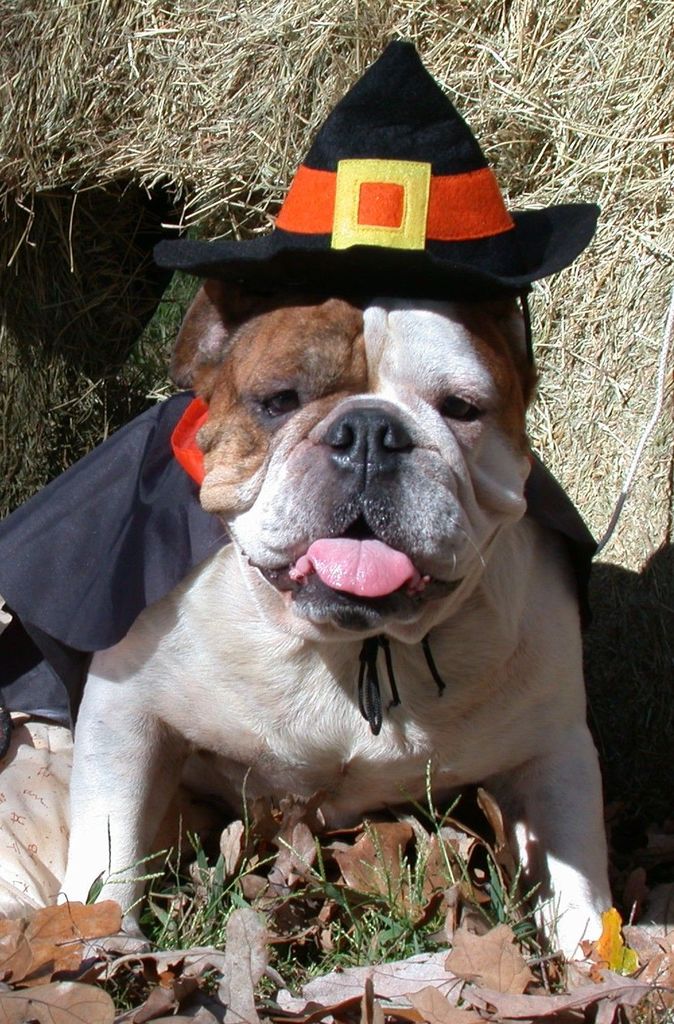 thanksgiving bullie