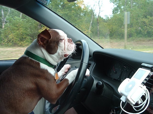 bullie driving