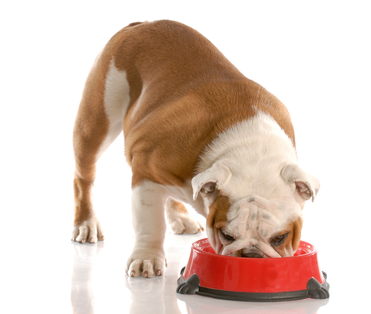 bullie eating