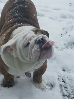 bullie in snow
