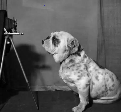 bullie getting picture taken