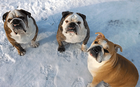 3 bullies in snow