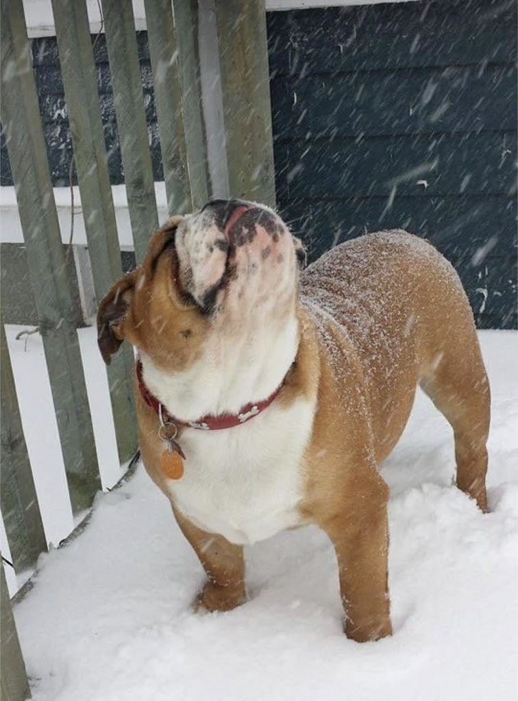 bullie in snow
