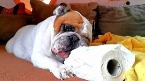 bullie with paper towels