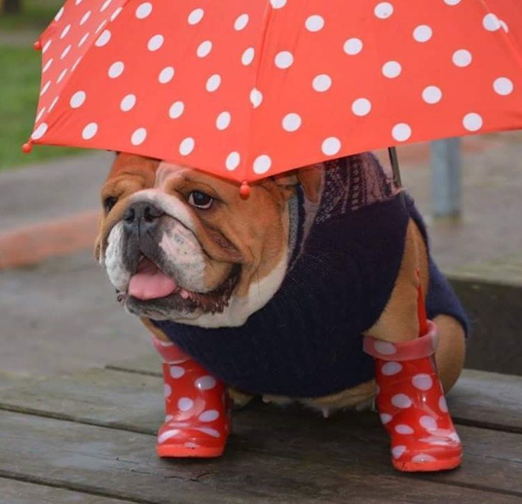 bullie with umbrella